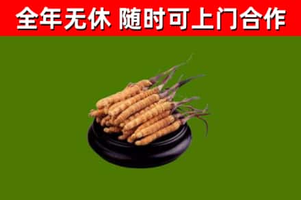 安顺回收冬虫夏草